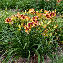 Load image into Gallery viewer, Daylily 'King of Ages'