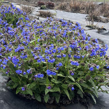 Load image into Gallery viewer, Pulmonaria 'Nova Cobalt'