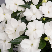 Load image into Gallery viewer, New Guinea Impatiens