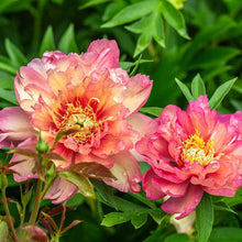 Load image into Gallery viewer, Peony 'Itoh Julia Rose'
