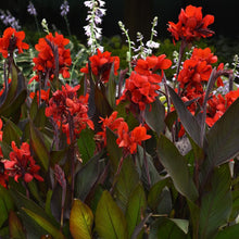 Load image into Gallery viewer, Canna Lily