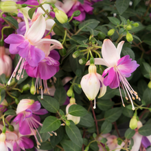 Load image into Gallery viewer, Fuchsia