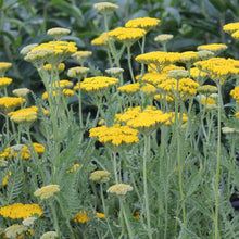 Load image into Gallery viewer, Achillea 'Coronation Gold'