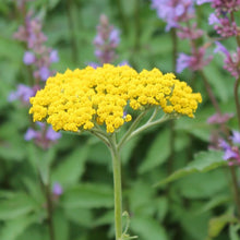 Load image into Gallery viewer, Achillea 'Coronation Gold'