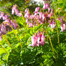 Load image into Gallery viewer, Dicentra eximia 'Stuart Boothman'