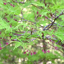 Load image into Gallery viewer, Japanese Maple 'Seiryu'