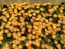 Load image into Gallery viewer, Delosperma 'Orange Crush'