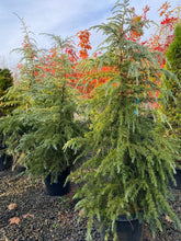 Load image into Gallery viewer, Deodar Cedar