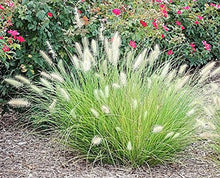 Load image into Gallery viewer, Pennisetum 'Little Bunny'