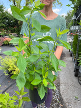 Load image into Gallery viewer, Clethra 'Ruby Spice'