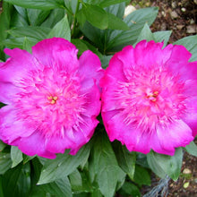 Load image into Gallery viewer, Peony 'Easy Lavender''