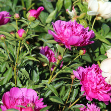 Load image into Gallery viewer, Peony 'Easy Lavender''