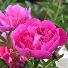 Load image into Gallery viewer, Peony 'Easy Lavender''
