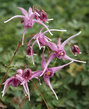 Load image into Gallery viewer, Epimedium 'Pierre's Purple'