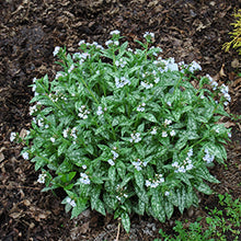 Load image into Gallery viewer, Pulmonaria 'Opal'