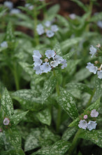 Load image into Gallery viewer, Pulmonaria 'Opal'