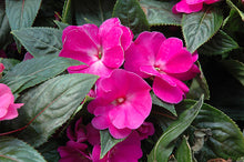 Load image into Gallery viewer, New Guinea Impatiens