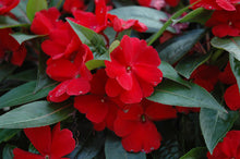Load image into Gallery viewer, New Guinea Impatiens