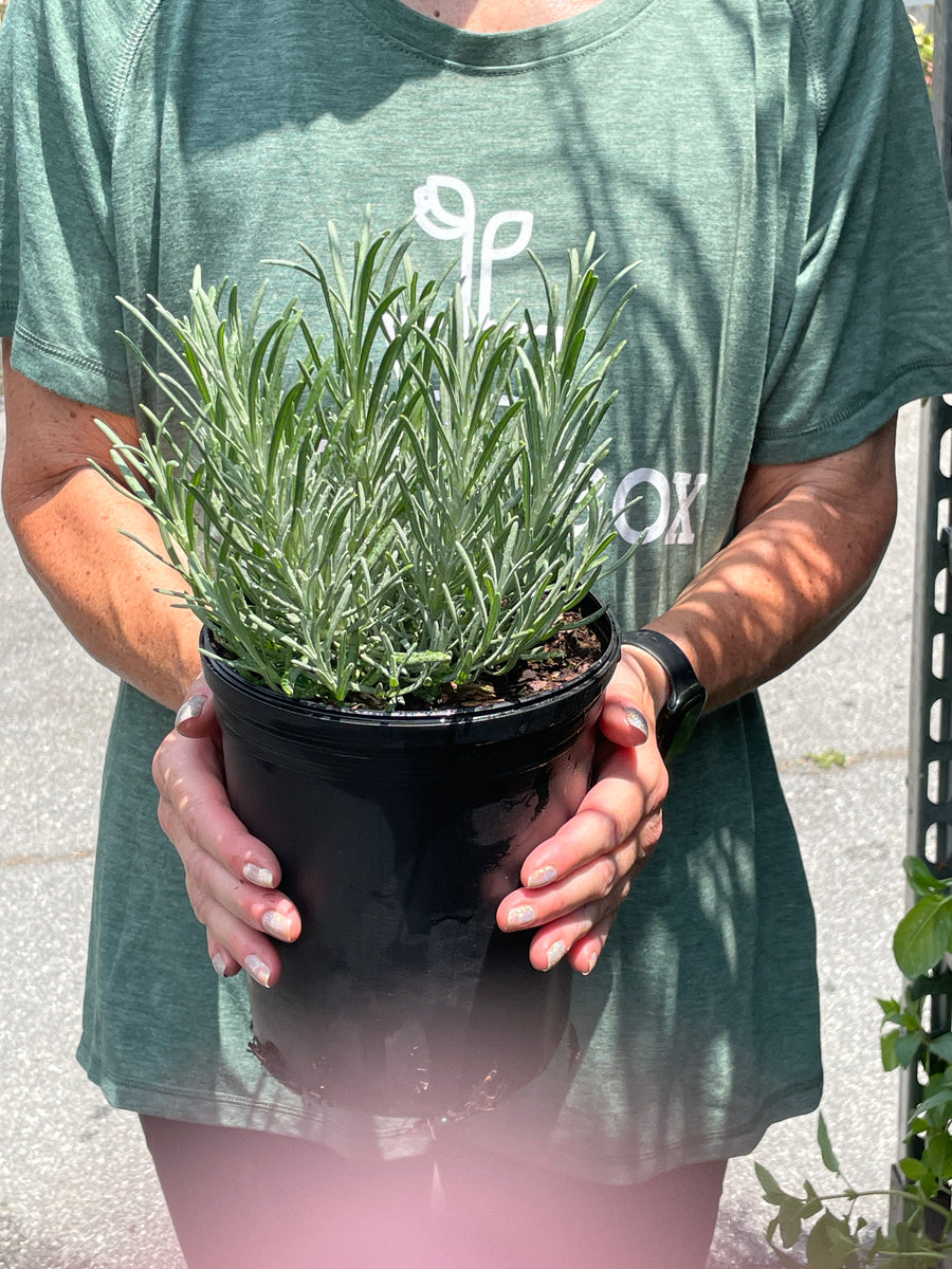 phenomenal lavender plants for sale Lavender 'Phenomenal' – BloomBox