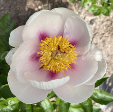 Load image into Gallery viewer, Peony 'Folk Art'
