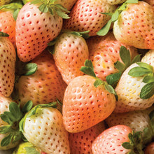 Load image into Gallery viewer, Strawberry 'Flamingo'