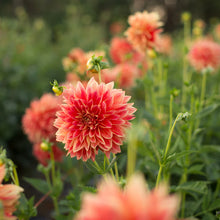 Load image into Gallery viewer, Dahlias