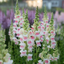 Load image into Gallery viewer, Ultimate Cut Flower Garden Pack