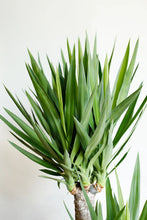 Load image into Gallery viewer, Yucca Tree