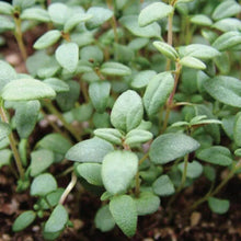Load image into Gallery viewer, Thyme 'French'
