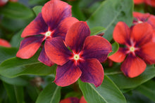 Load image into Gallery viewer, Vinca