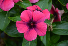Load image into Gallery viewer, Vinca 6"
