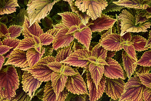 Load image into Gallery viewer, Coleus 'Colorblaze Golden Dreams'