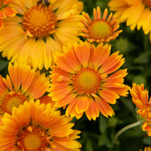 Load image into Gallery viewer, Gaillardia 'SpinTop™ Mango'