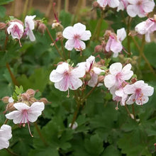 Load image into Gallery viewer, Geranium 'Biokovo'
