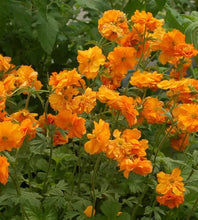 Load image into Gallery viewer, Geum 'Fire Storm'