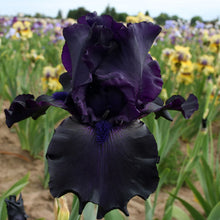Load image into Gallery viewer, German Iris 'Ghost Train'