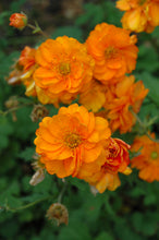 Load image into Gallery viewer, Geum 'Fire Storm'