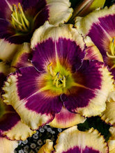 Load image into Gallery viewer, Daylily 'Blackthorne'