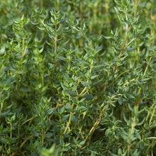Load image into Gallery viewer, Thyme 'French'