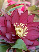 Load image into Gallery viewer, Helleborus 'Red Sapphire'