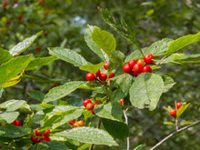Load image into Gallery viewer, Ilex verticillata (Winterberry)