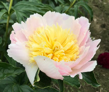 Load image into Gallery viewer, Peony 'Honey Gold'