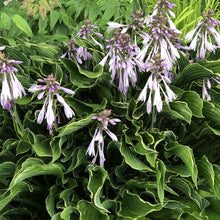 Load image into Gallery viewer, Hosta 'Praying Hands'