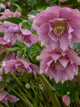 Load image into Gallery viewer, Helleborus Wedding Crasher