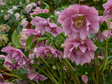 Load image into Gallery viewer, Helleborus Wedding Crasher