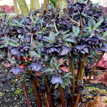Load image into Gallery viewer, Helleborus 'Onyx Odyssey'