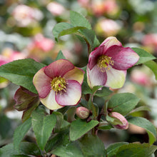 Load image into Gallery viewer, Helleborus 'Ice N' Roses Dark Picotee'