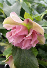 Load image into Gallery viewer, Helleborus 'Maid of Honor'
