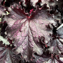 Load image into Gallery viewer, Heuchera 'Forever® Midnight'