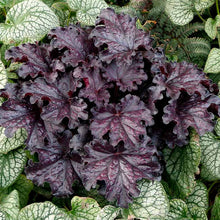 Load image into Gallery viewer, Heuchera 'Forever® Midnight'